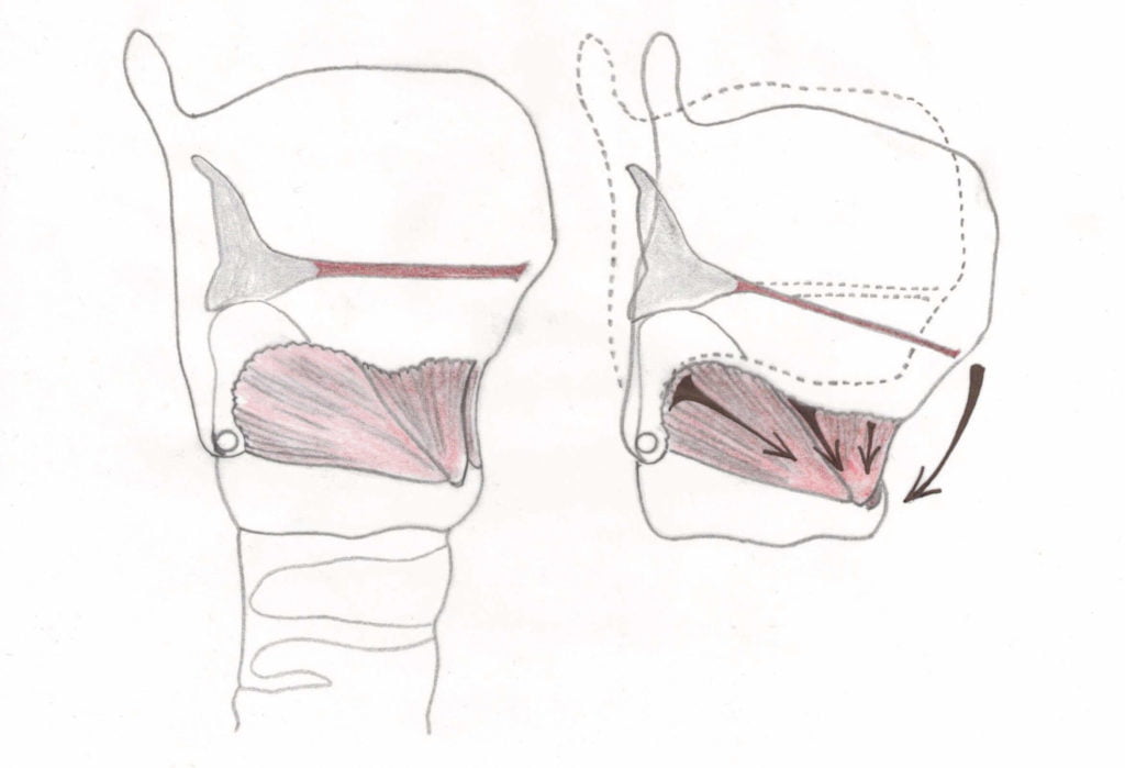 Zeichnung von Stimmbändern je nach Kehlkopfhaltung