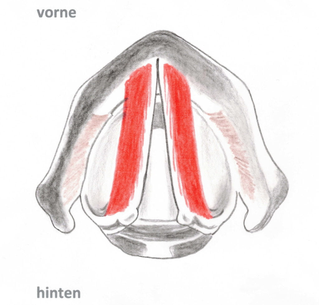 Vocal folds cross section