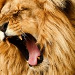 Belting - auch als kunstvolles Schreien beschrieben - wird hier symbolisiert durch einen brüllenden Löwen