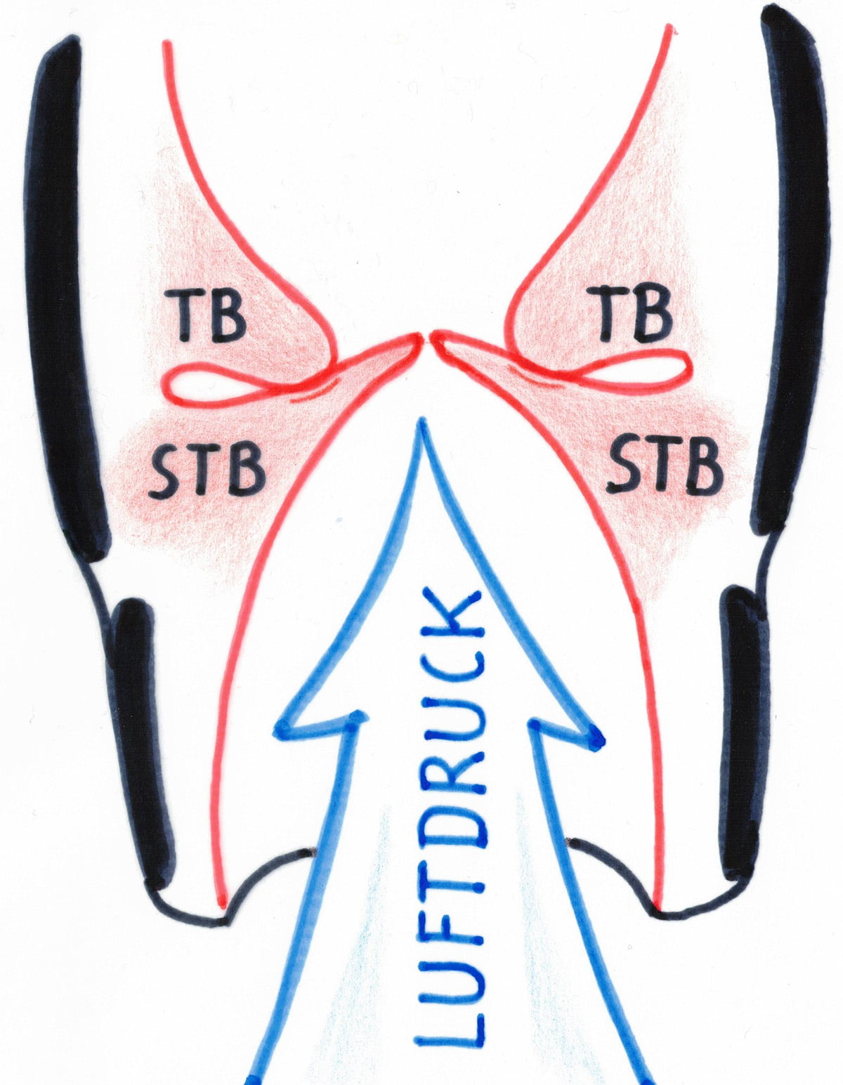 Drawing of how compressed air pushes the vocal cords upwards.