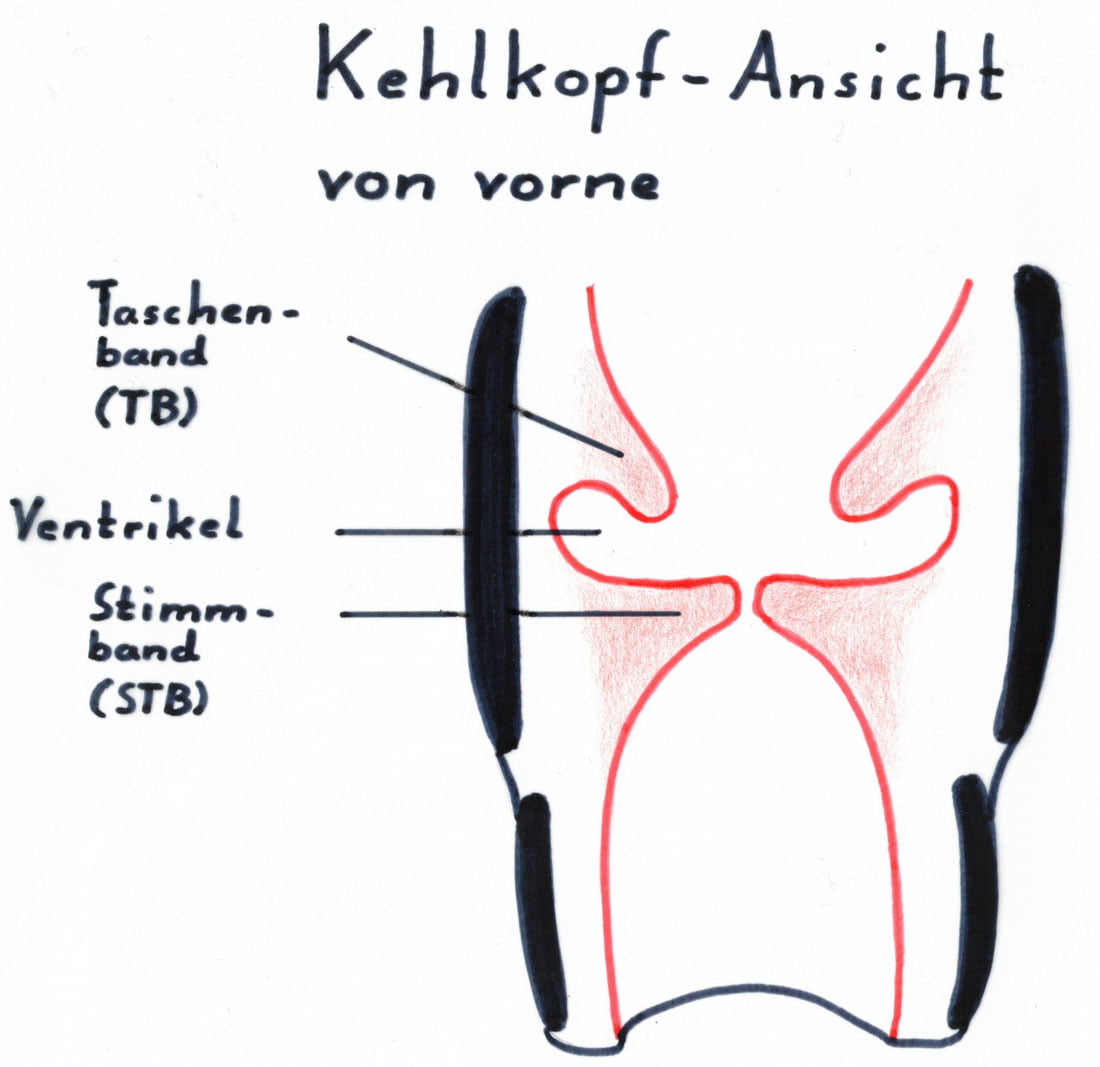 Zeichnung einer Kehlkopfansicht von Vorne um die Entstehung von Stimmbandknötchen zu verstehen.