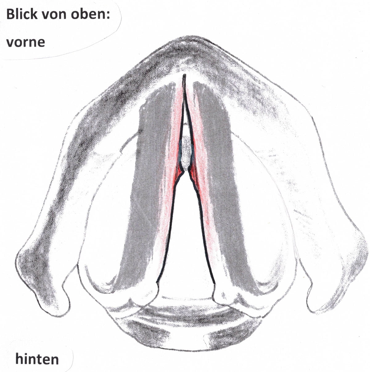 Drawing of so-called "singer nodules"