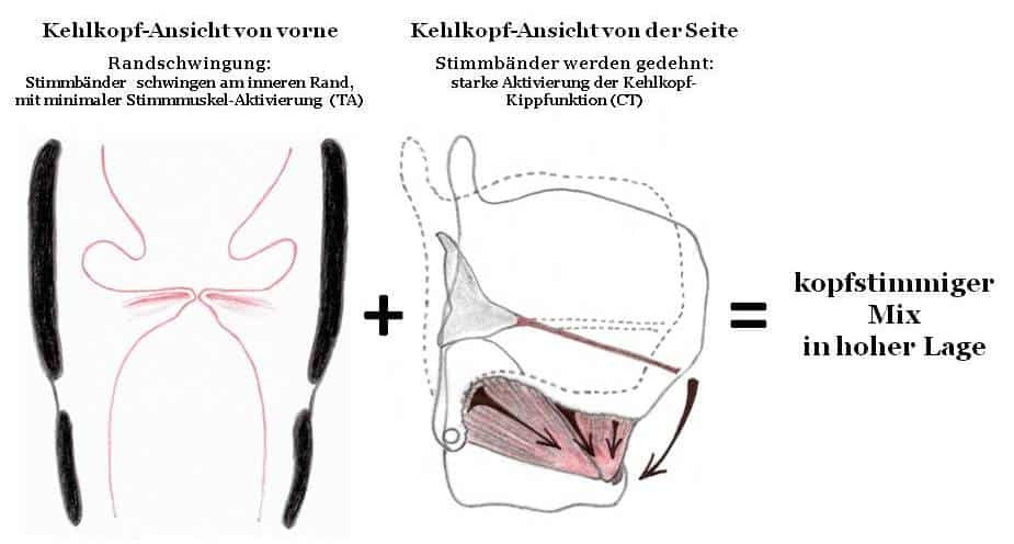 Drawings of laryngeal views - Head voice