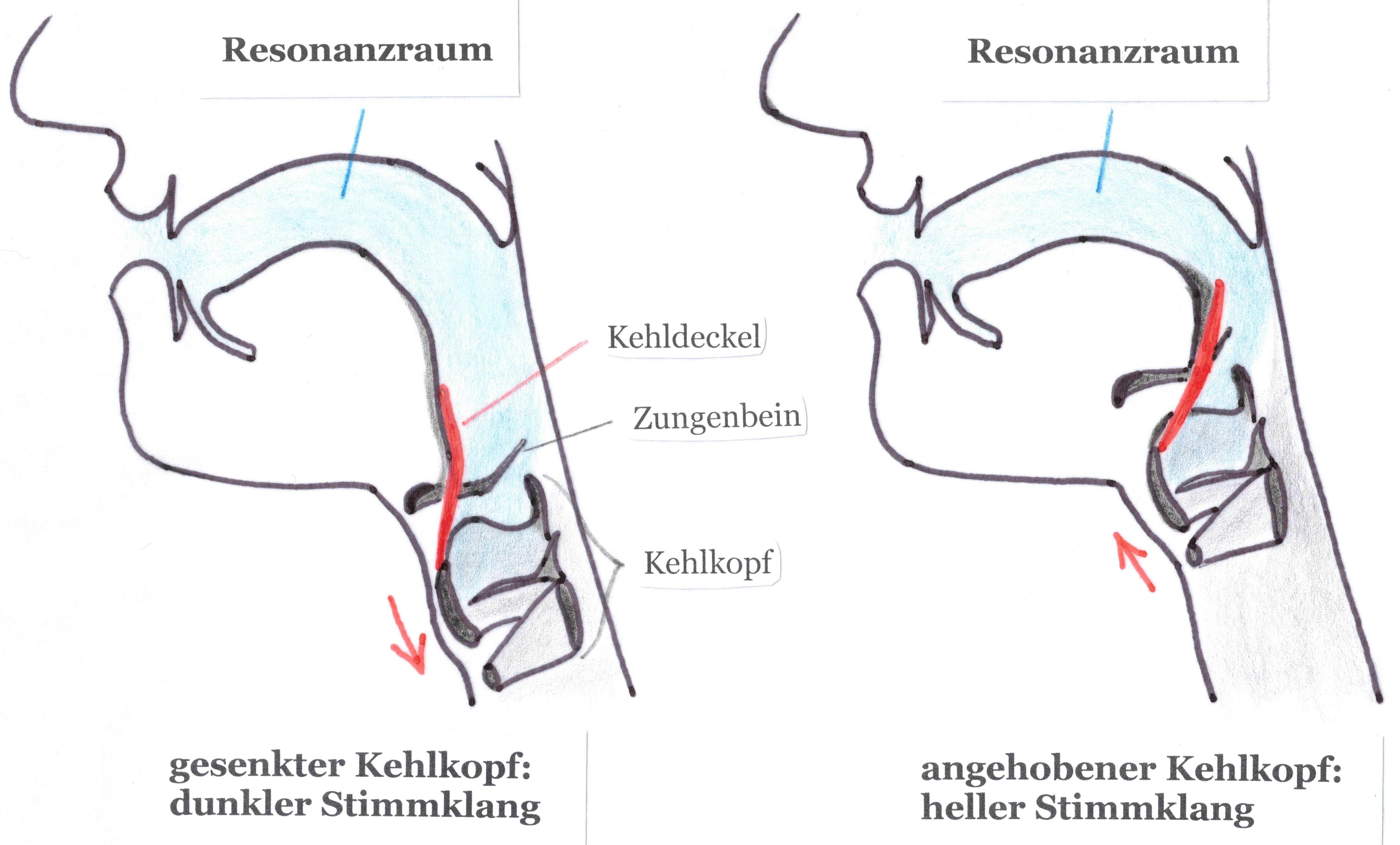Zeichnungen zu Kehlkopfstellungen zum Blog von Bernadette Kube